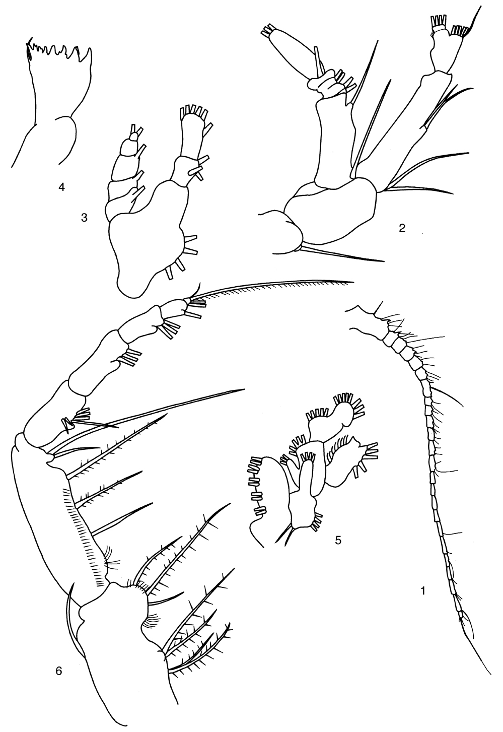 Species Pleuromamma scutullata - Plate 6 of morphological figures