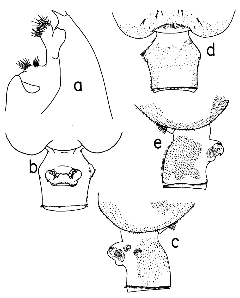 Species Euchaeta pubera - Plate 7 of morphological figures