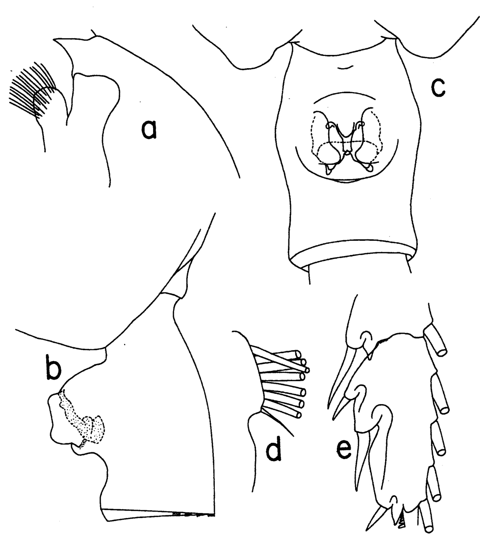 Espce Paraeuchaeta mexicana - Planche 5 de figures morphologiques