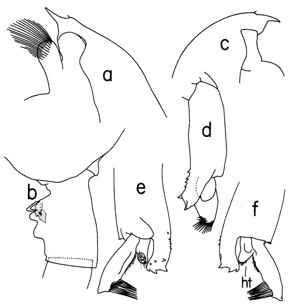 Espèce Paraeuchaeta bisinuata - Planche 16 de figures morphologiques