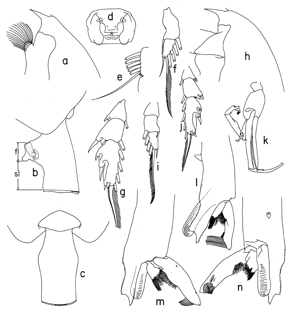 Espce Paraeuchaeta calva - Planche 9 de figures morphologiques