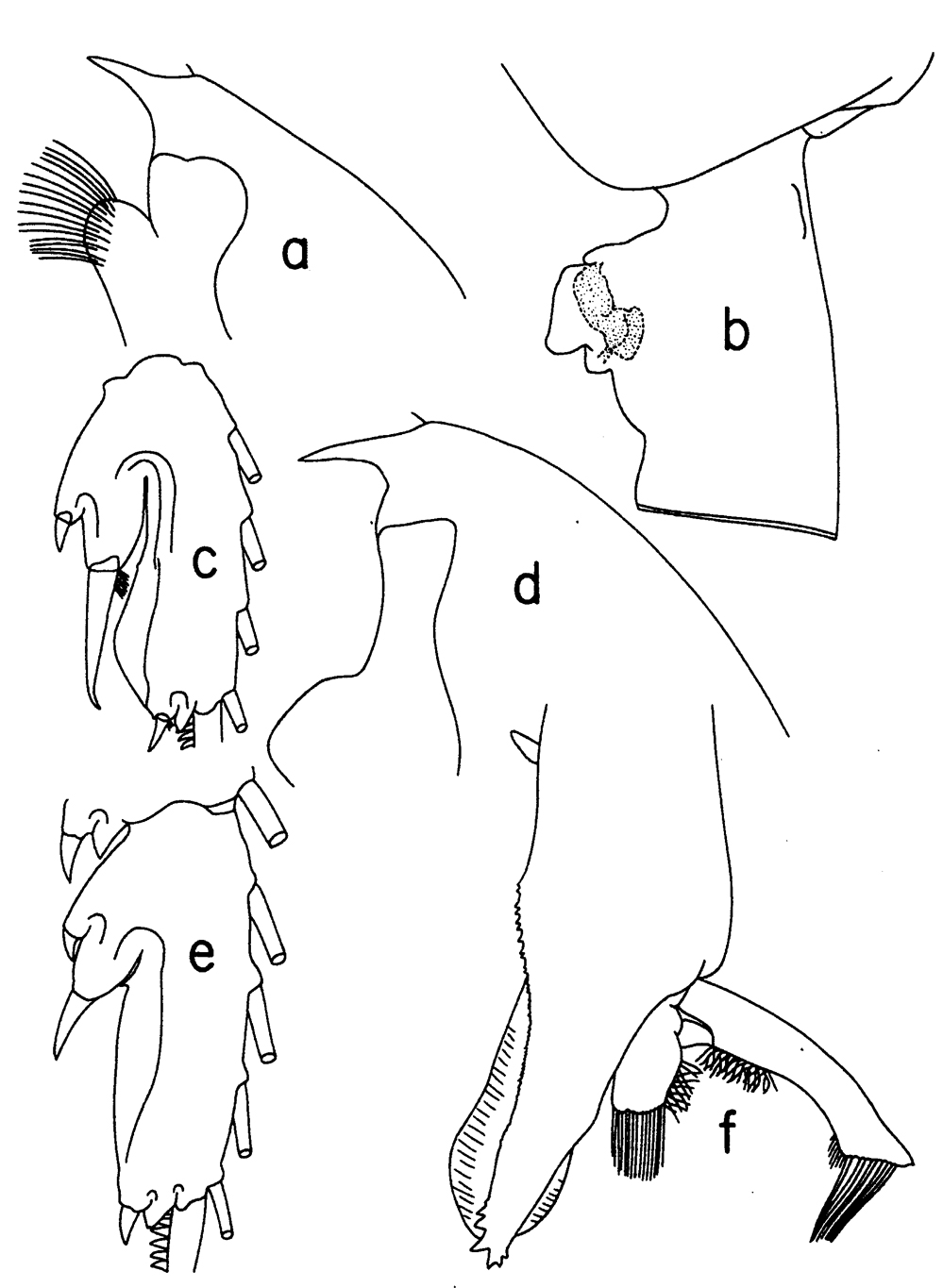Espce Paraeuchaeta comosa - Planche 7 de figures morphologiques