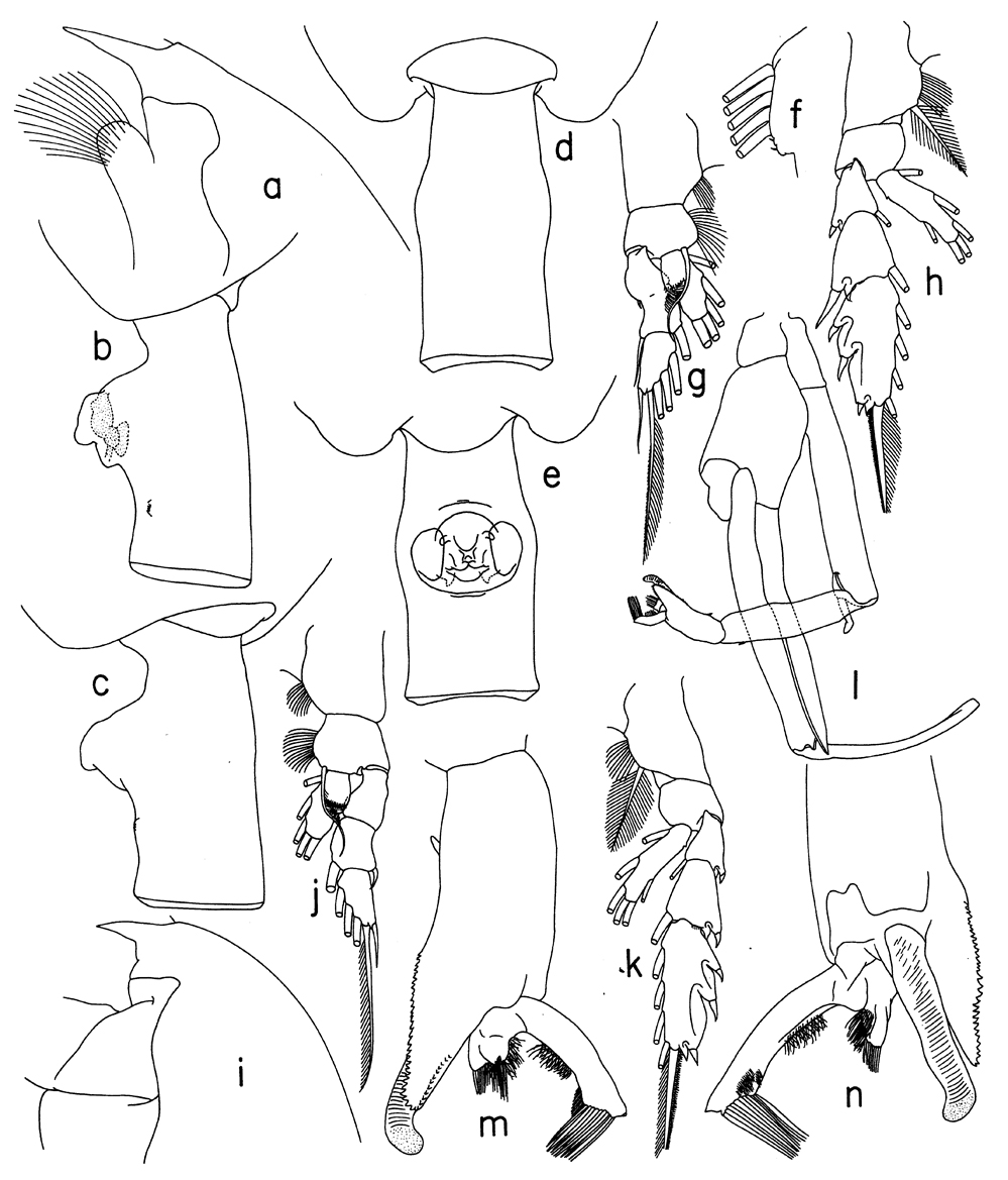 Espce Paraeuchaeta gracilicauda - Planche 4 de figures morphologiques