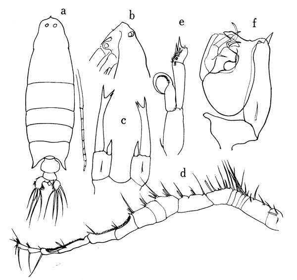 Species Labidocera acutifrons - Plate 1 of morphological figures