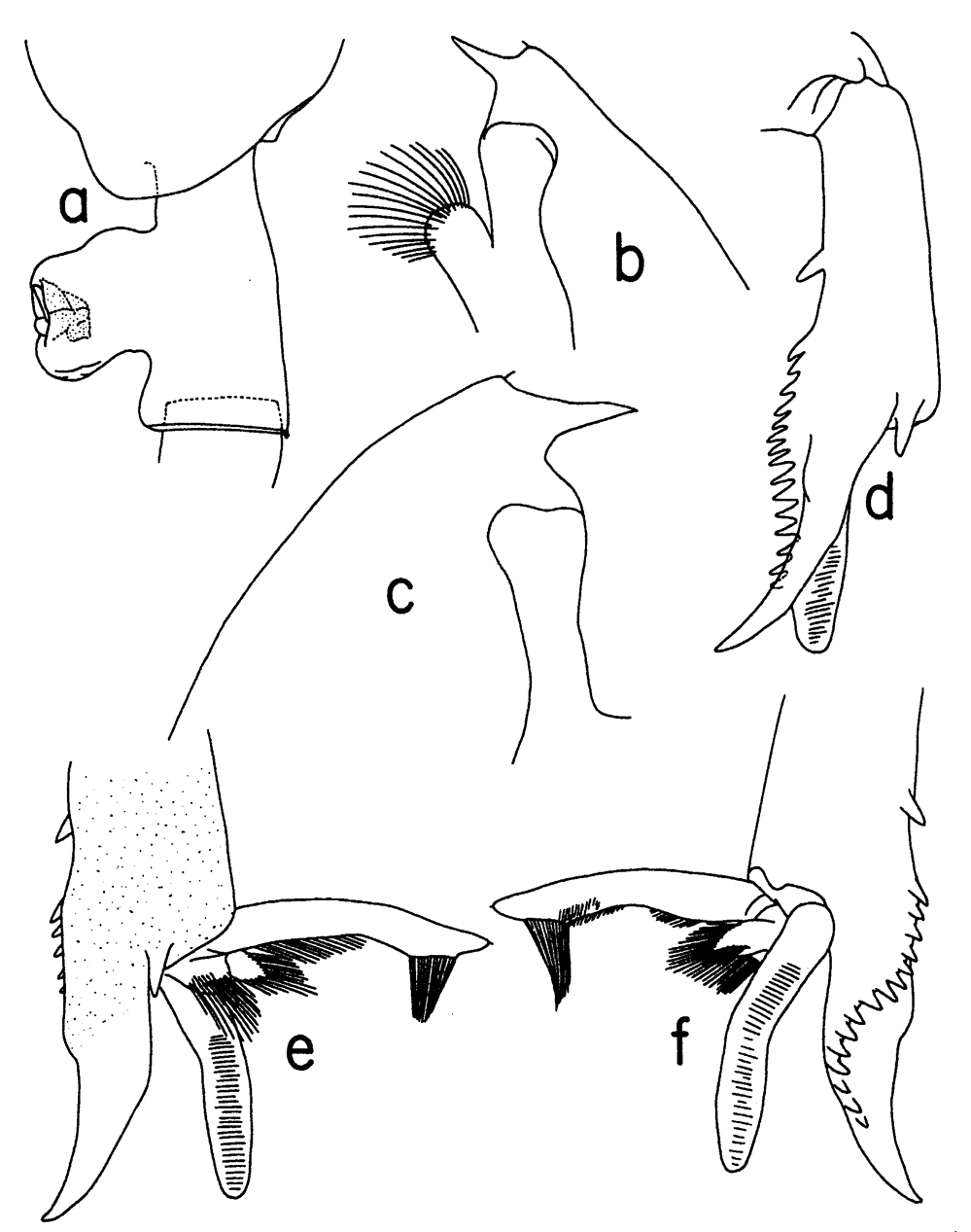 Espèce Paraeuchaeta gracilis - Planche 11 de figures morphologiques
