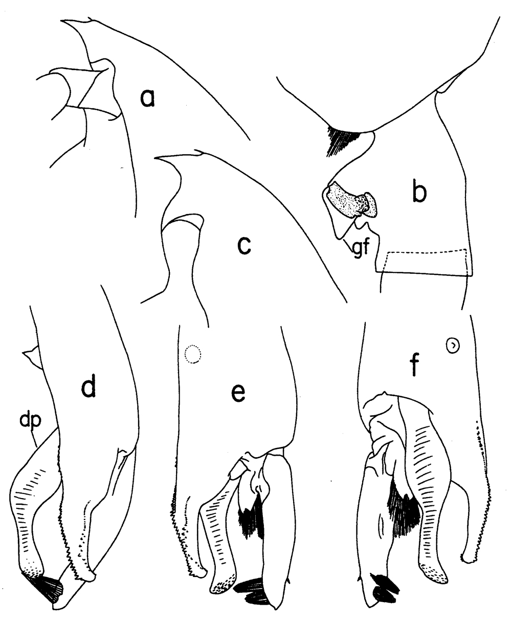 Species Paraeuchaeta hanseni - Plate 13 of morphological figures