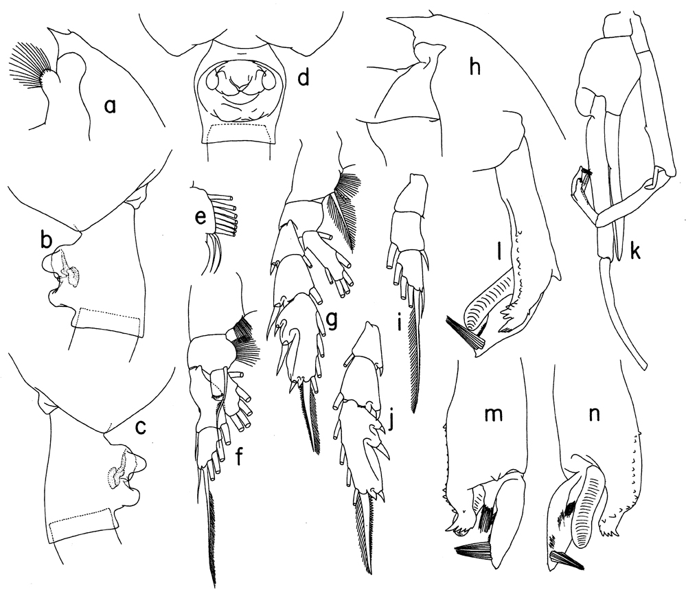 Species Paraeuchaeta incisa - Plate 5 of morphological figures