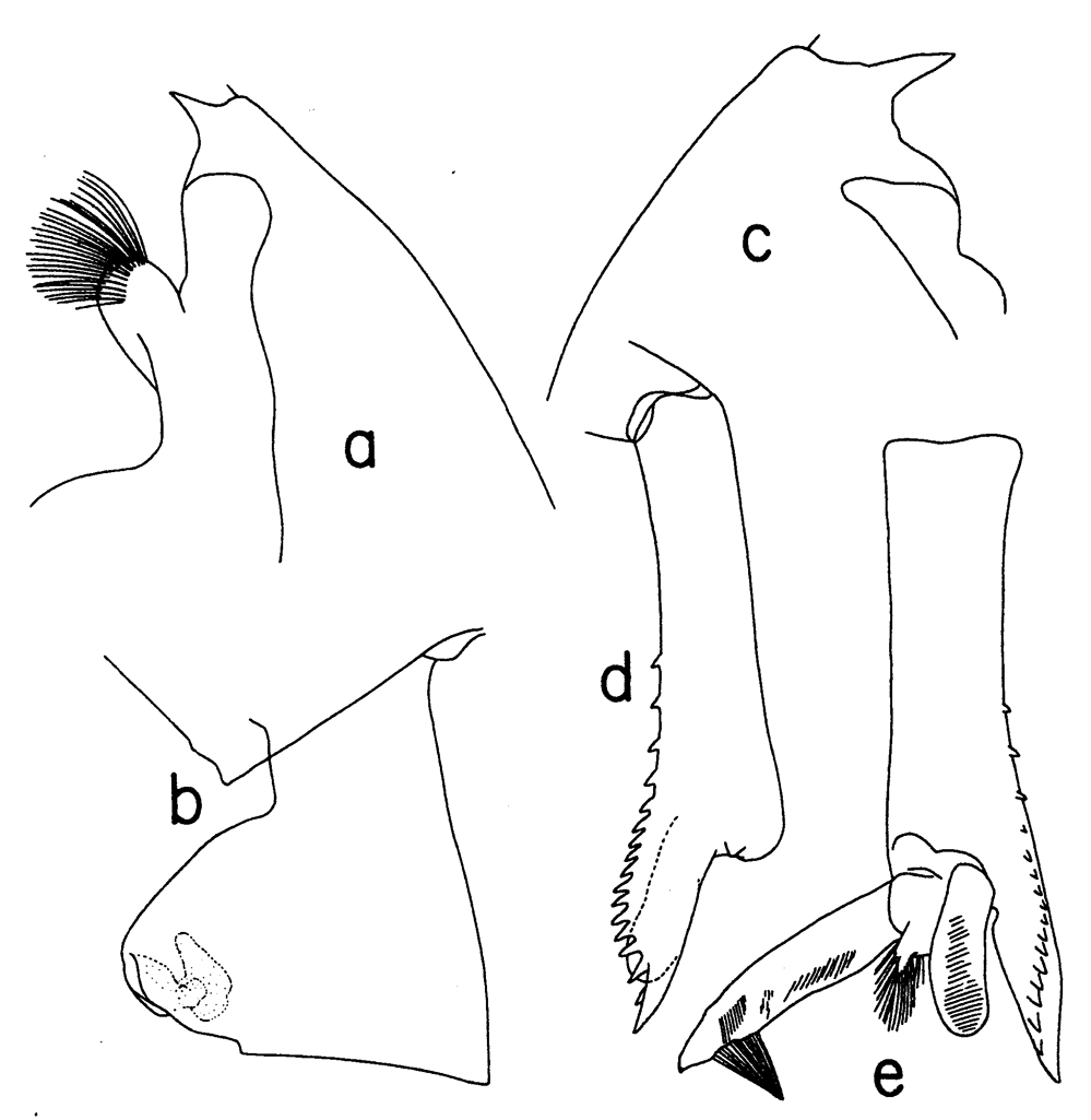 Espèce Paraeuchaeta pseudotonsa - Planche 16 de figures morphologiques