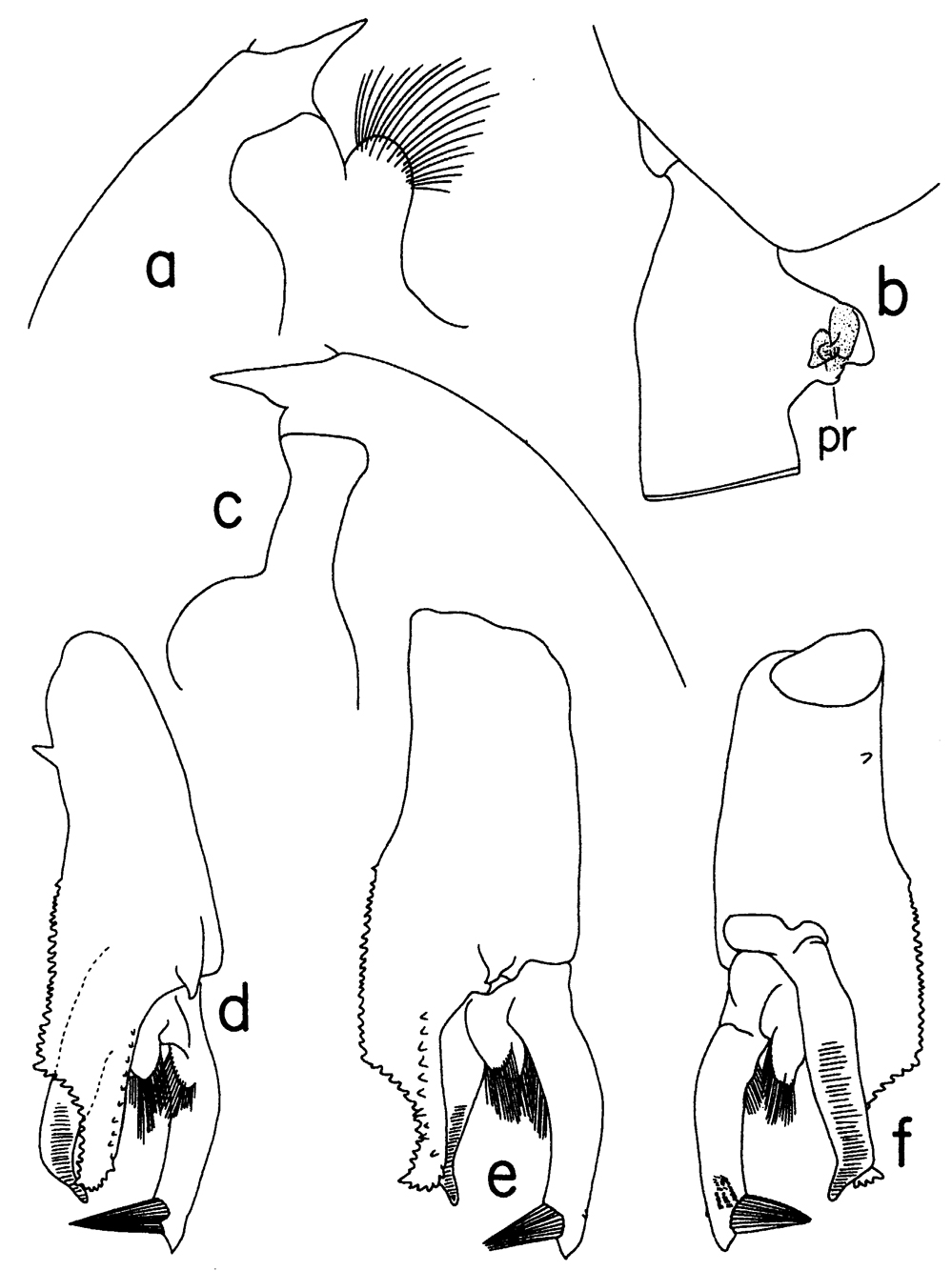 Species Paraeuchaeta scotti - Plate 13 of morphological figures