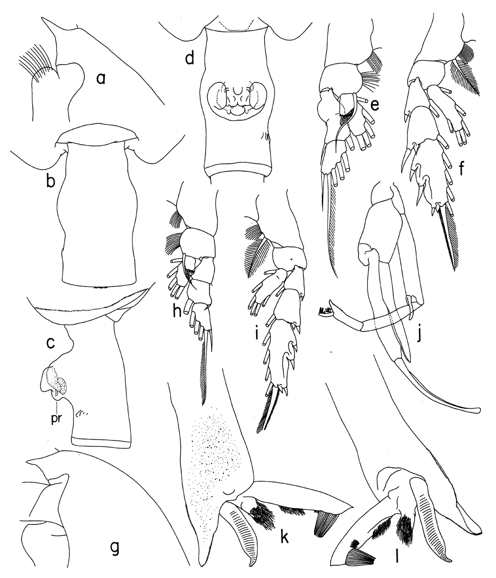 Espèce Paraeuchaeta vorax - Planche 4 de figures morphologiques