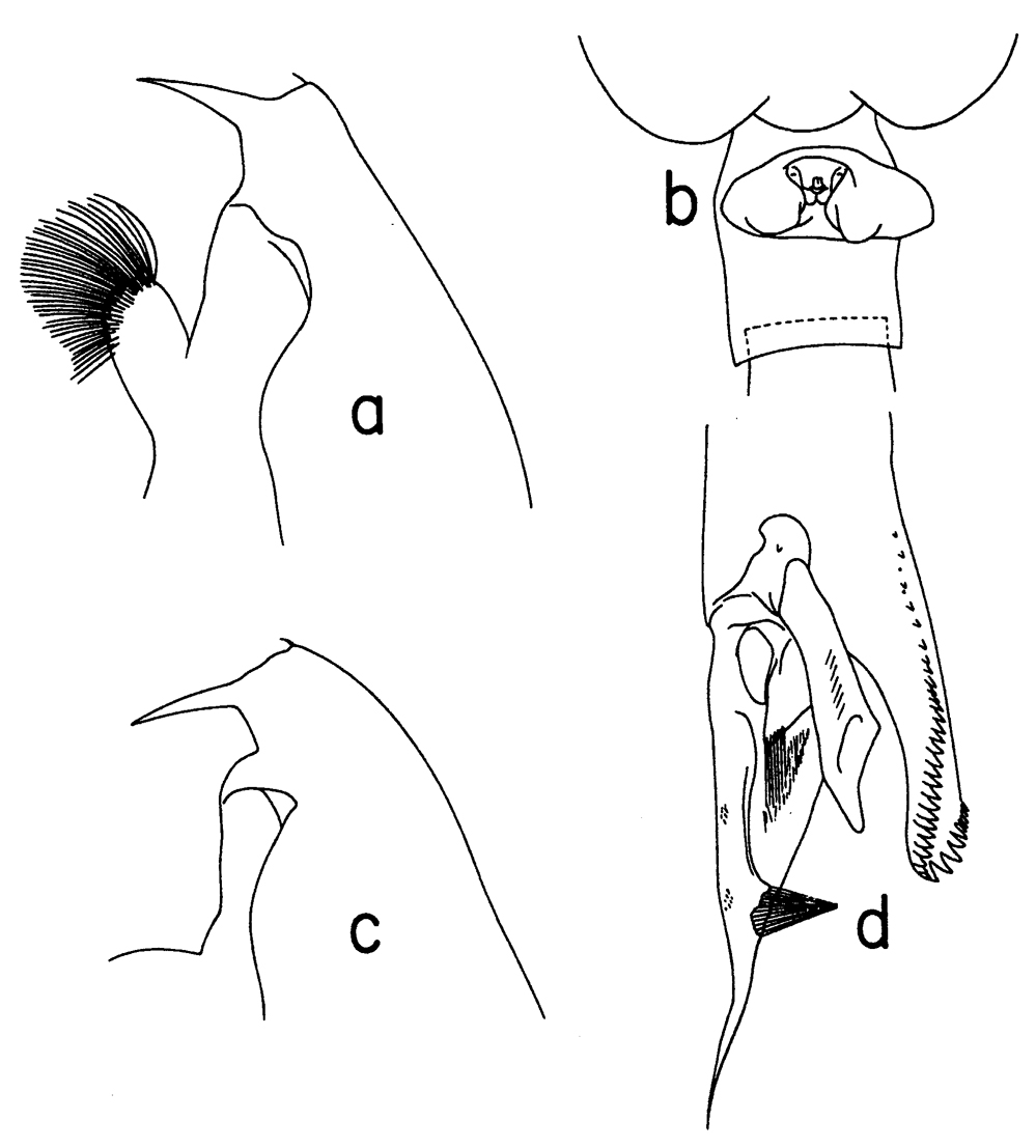 Species Euchaeta spinosa - Plate 11 of morphological figures