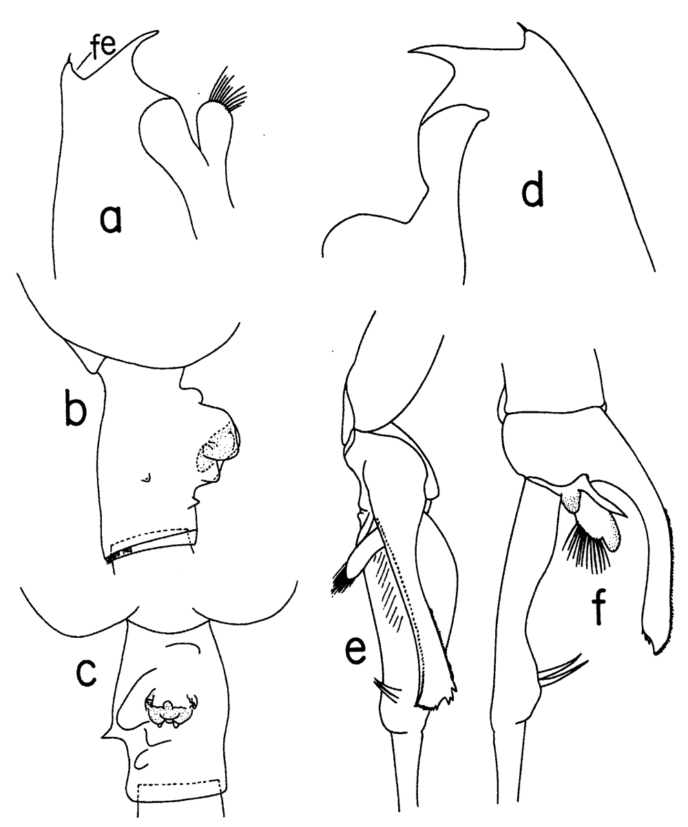 Espce Euchaeta paraconcinna - Planche 4 de figures morphologiques