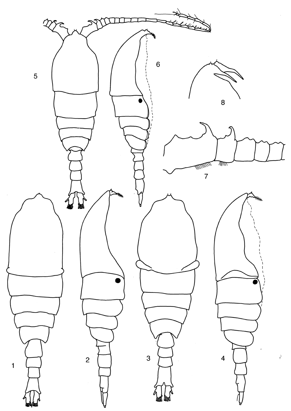 Espèce Pleuromamma abdominalis - Planche 22 de figures morphologiques
