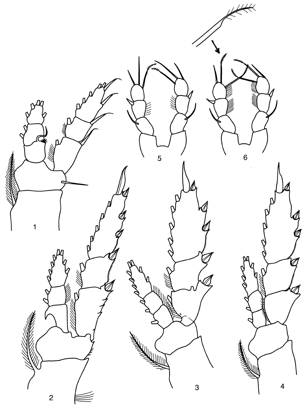 Espce Pleuromamma abdominalis - Planche 23 de figures morphologiques