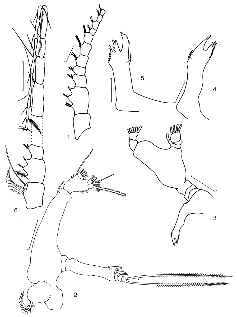 Espèce Candacia columbiae - Planche 5 de figures morphologiques