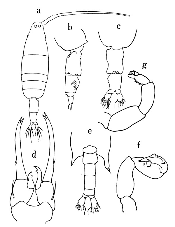 Species Labidocera minuta - Plate 1 of morphological figures