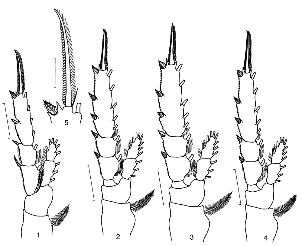 Espèce Candacia columbiae - Planche 7 de figures morphologiques
