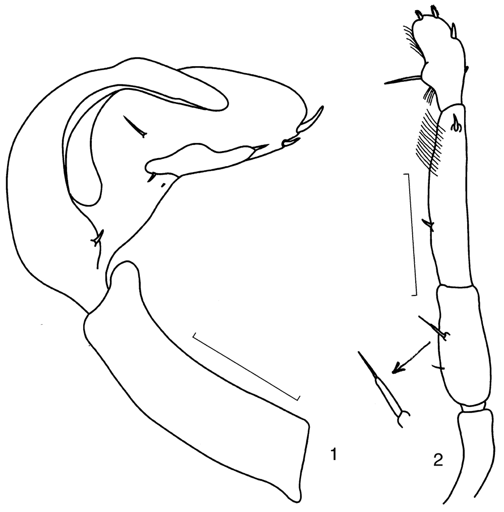 Espèce Candacia columbiae - Planche 9 de figures morphologiques