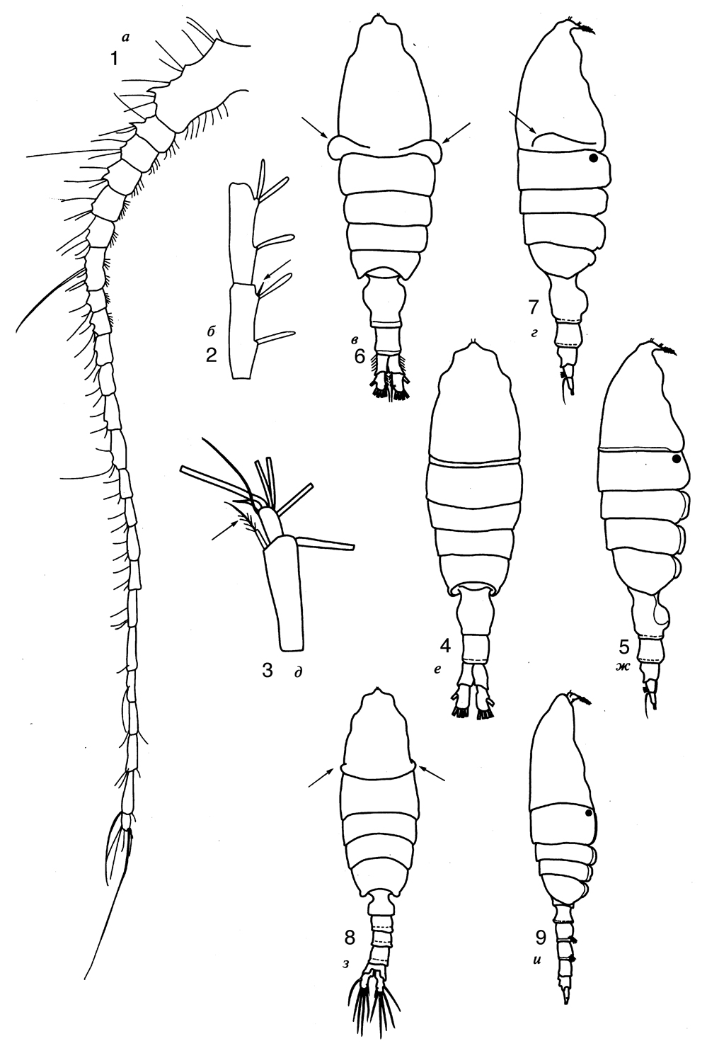 Species Pleuromamma scutullata - Plate 7 of morphological figures