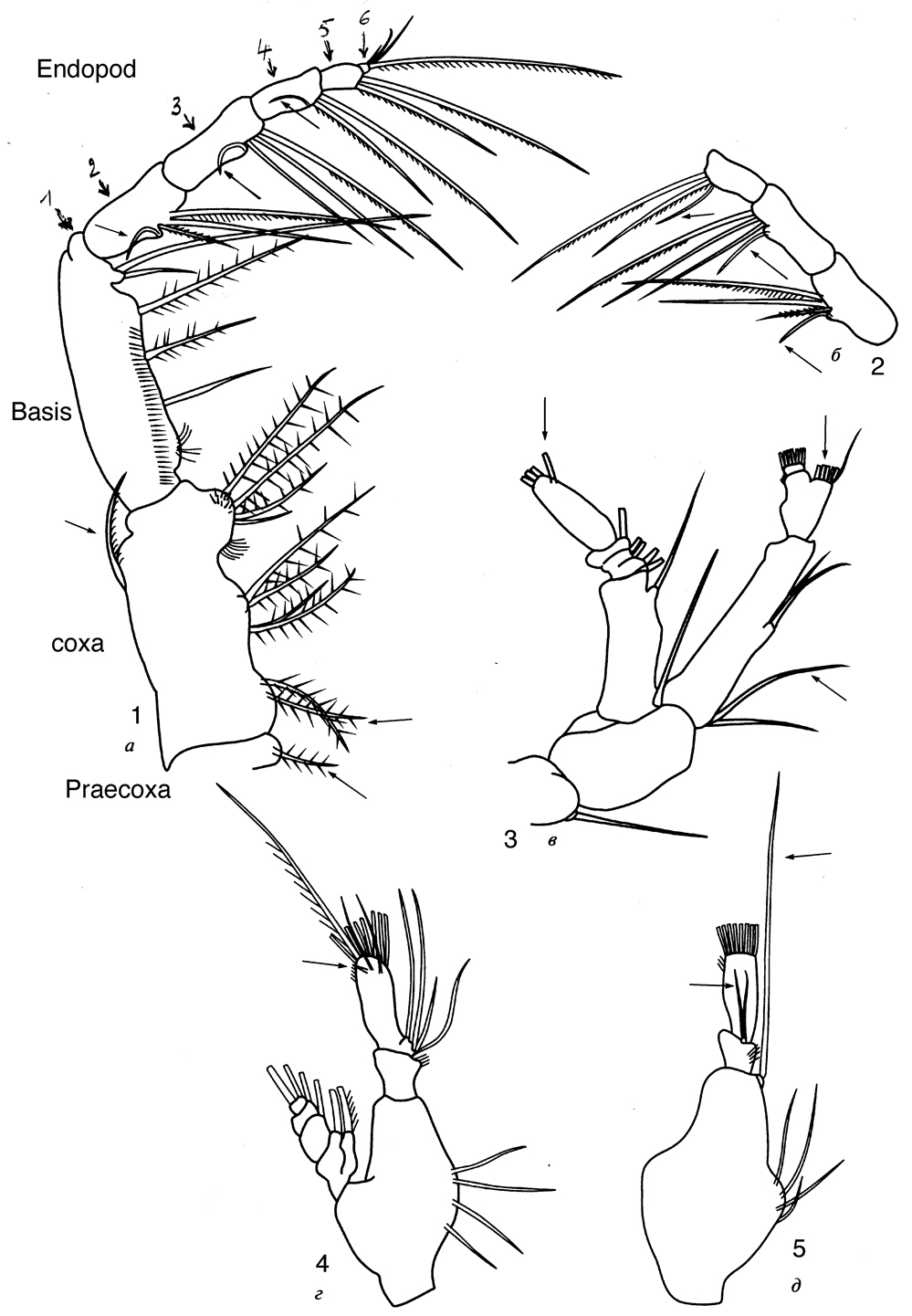 Species Pleuromamma scutullata - Plate 9 of morphological figures