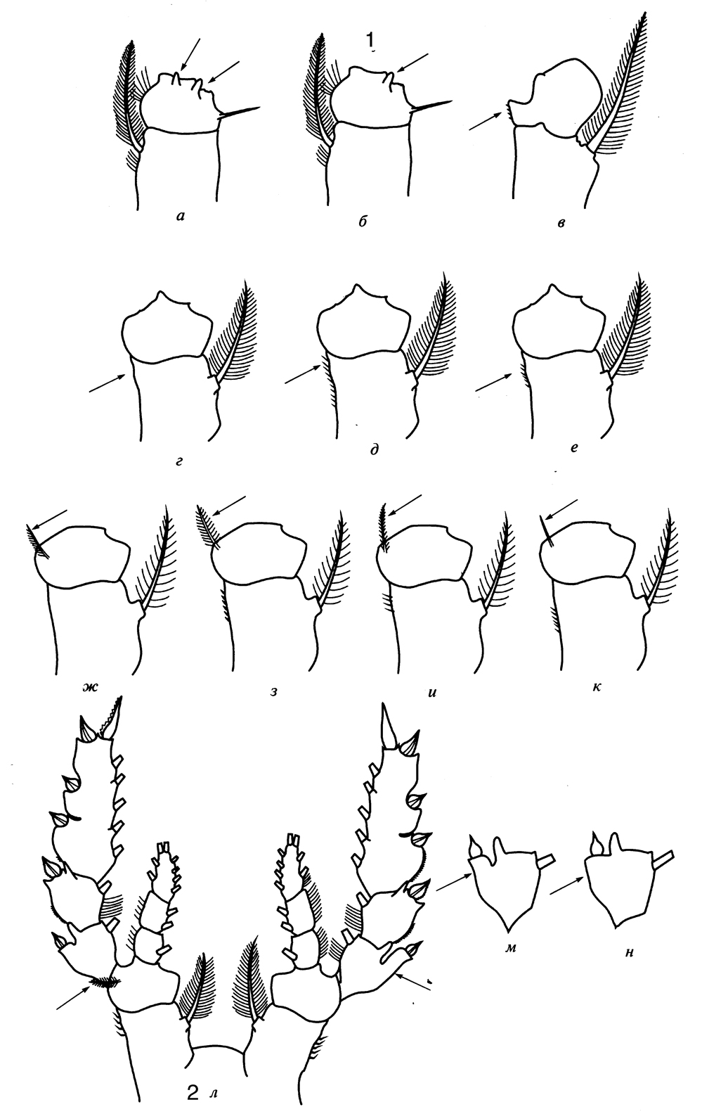 Species Pleuromamma scutullata - Plate 10 of morphological figures