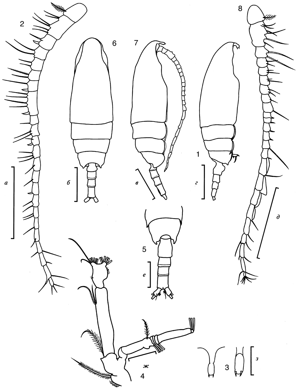 Espce Racovitzanus antarcticus - Planche 13 de figures morphologiques