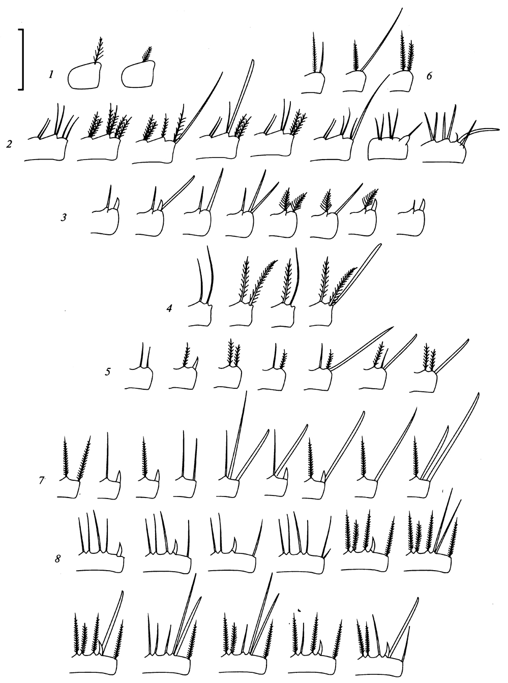 Espce Racovitzanus antarcticus - Planche 14 de figures morphologiques