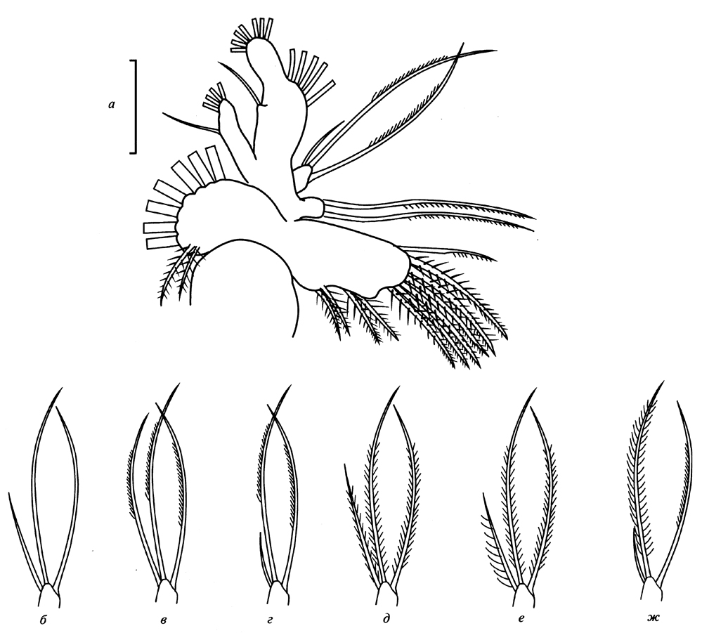Species Racovitzanus antarcticus - Plate 16 of morphological figures