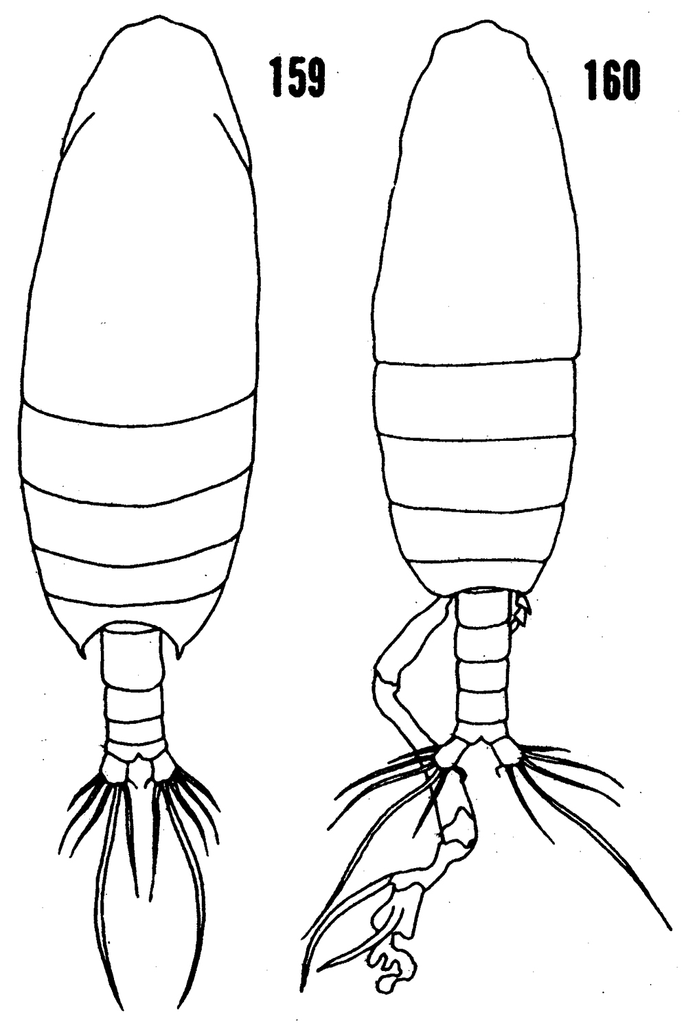 Species Undinula vulgaris - Plate 21 of morphological figures