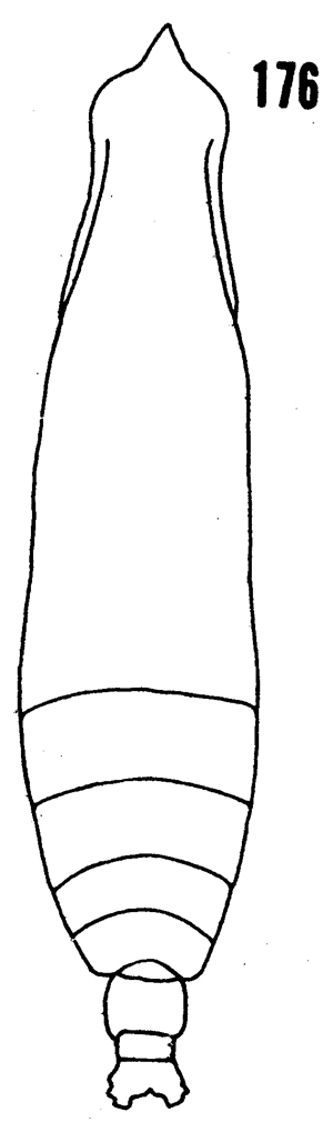 Espèce Pareucalanus attenuatus - Planche 28 de figures morphologiques