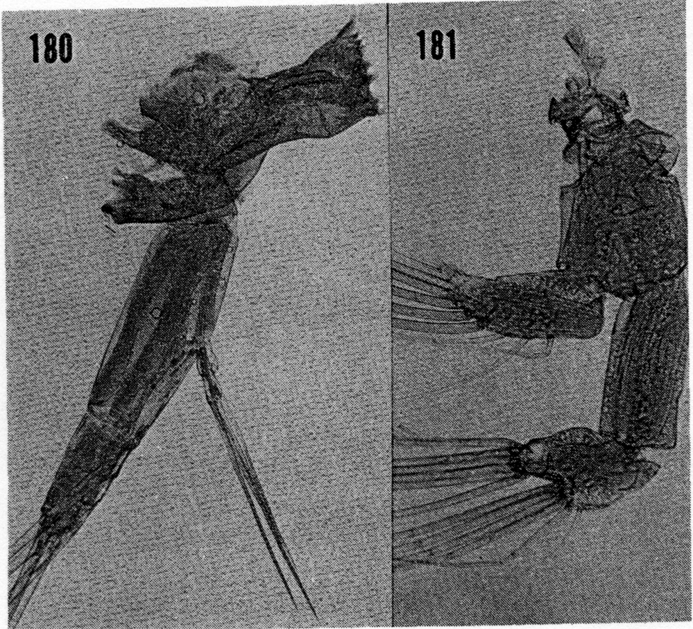 Espèce Pareucalanus attenuatus - Planche 29 de figures morphologiques