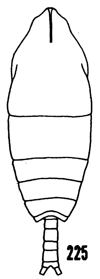 Espce Monacilla tenera - Planche 4 de figures morphologiques