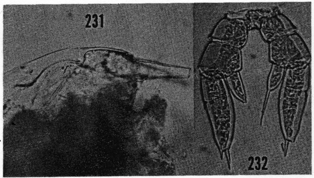 Species Monacilla tenera - Plate 5 of morphological figures