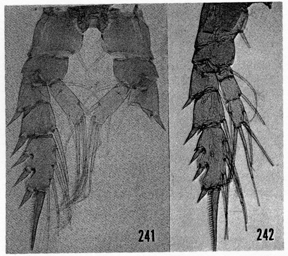Espce Aetideopsis multiserrata - Planche 13 de figures morphologiques