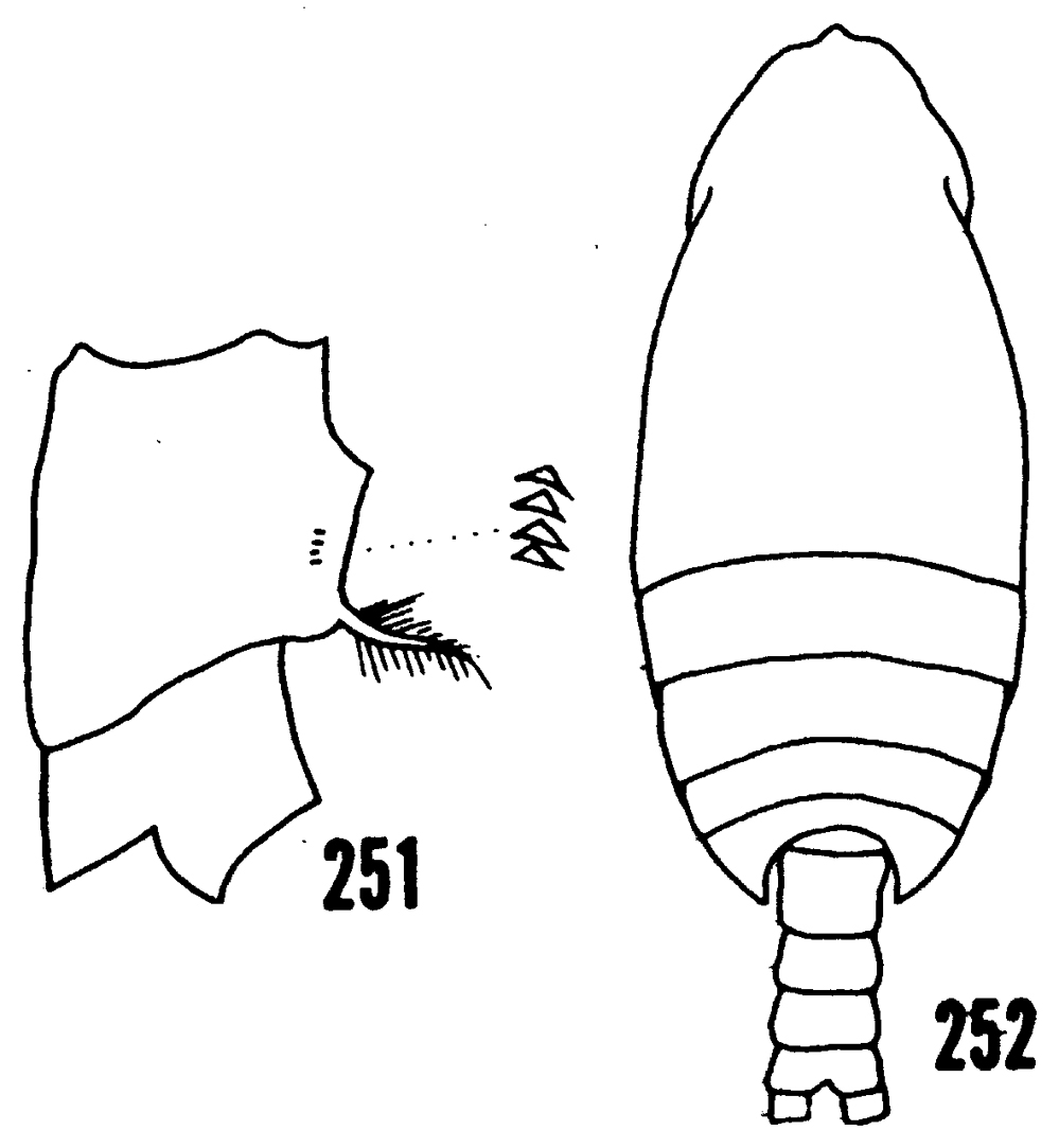 Espce Euchirella amoena - Planche 17 de figures morphologiques