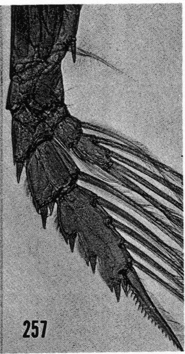 Espèce Euchirella bitumida - Planche 16 de figures morphologiques