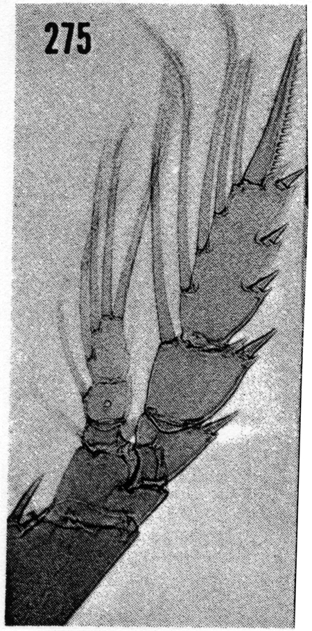 Espce Euchirella messinensis - Planche 58 de figures morphologiques