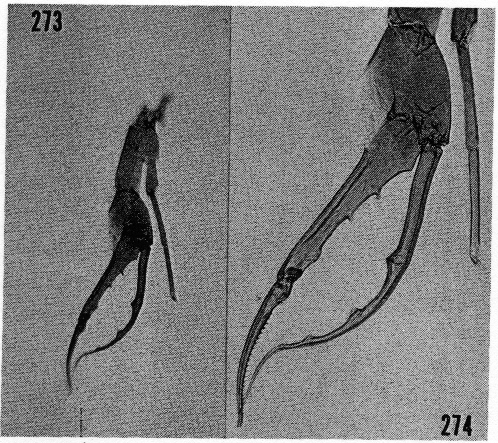 Species Euchirella messinensis - Plate 59 of morphological figures