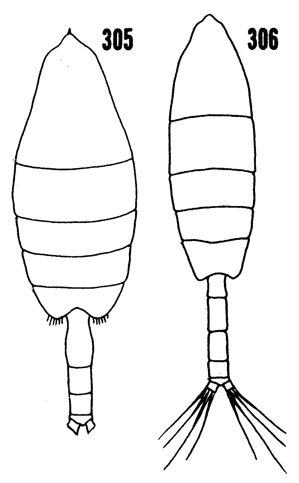 Species Paraeuchaeta barbata - Plate 27 of morphological figures