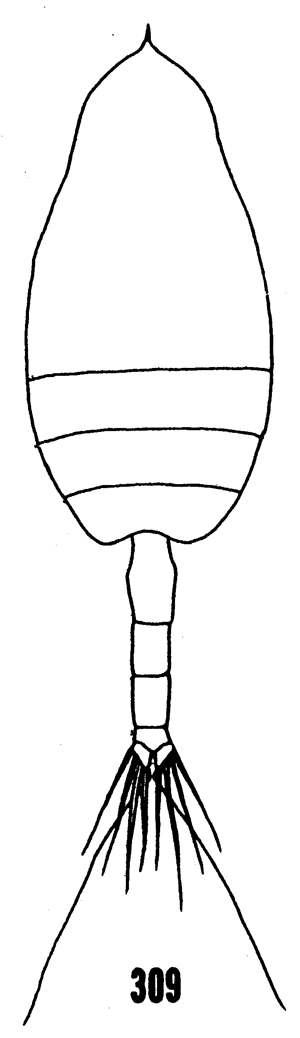 Espèce Paraeuchaeta bisinuata - Planche 17 de figures morphologiques