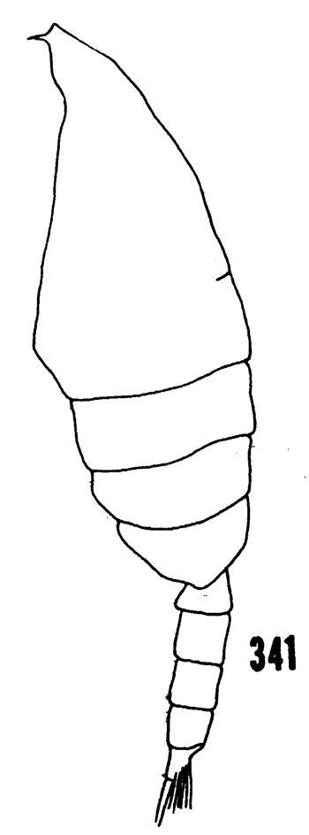 Espce Euchaeta spinosa - Planche 12 de figures morphologiques