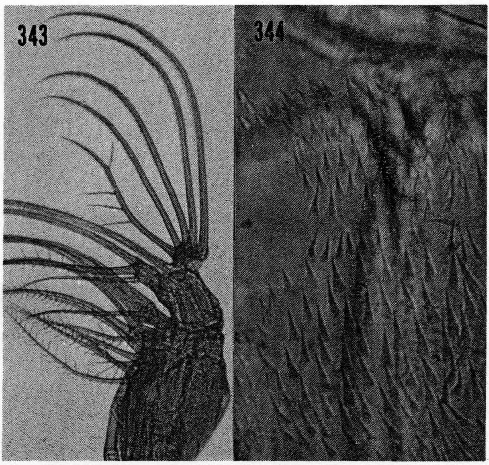 Species Euchaeta spinosa - Plate 13 of morphological figures