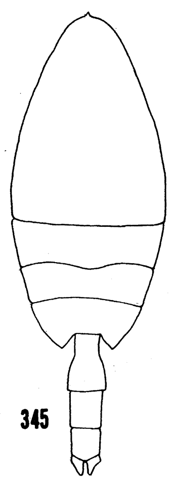 Espce Paraeuchaeta pseudotonsa - Planche 17 de figures morphologiques