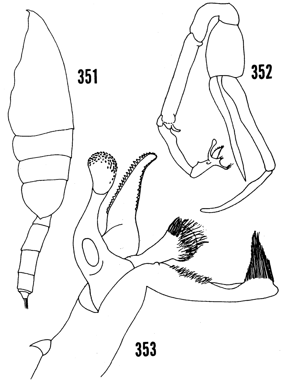 Species Paraeuchaeta hanseni - Plate 15 of morphological figures