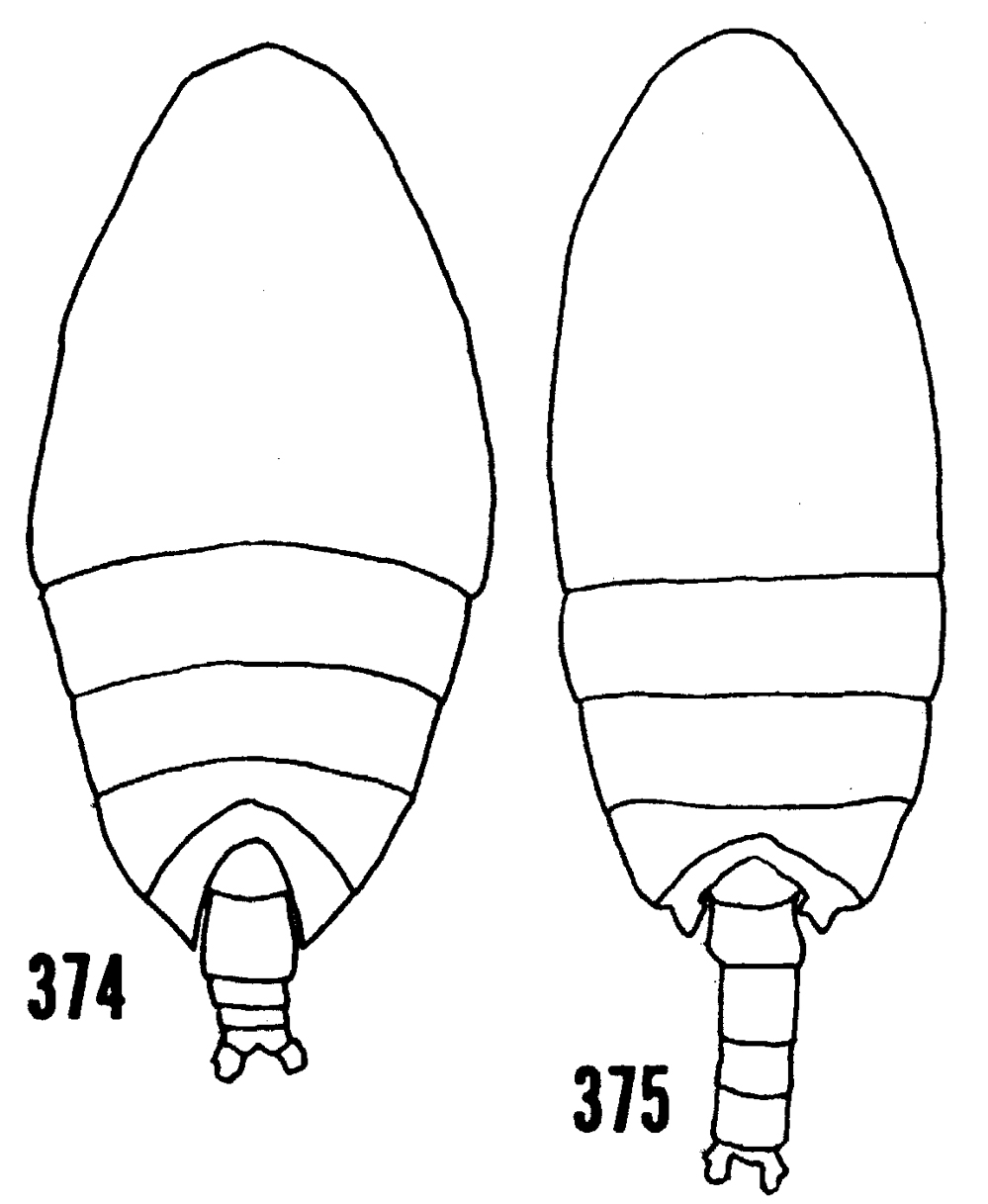 Espèce Scolecithrix danae - Planche 26 de figures morphologiques