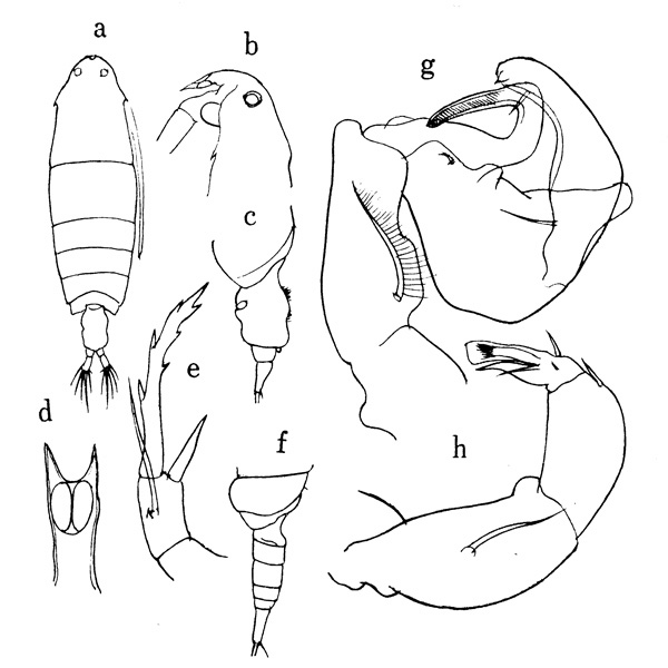 Species Tortanus (Atortus) longipes - Plate 1 of morphological figures