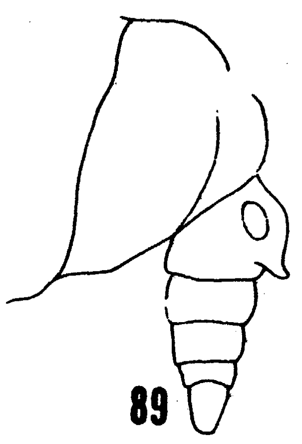 Espèce Scolecithrix danae - Planche 27 de figures morphologiques