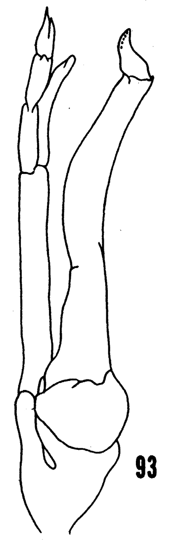 Espèce Scolecithrix danae - Planche 28 de figures morphologiques