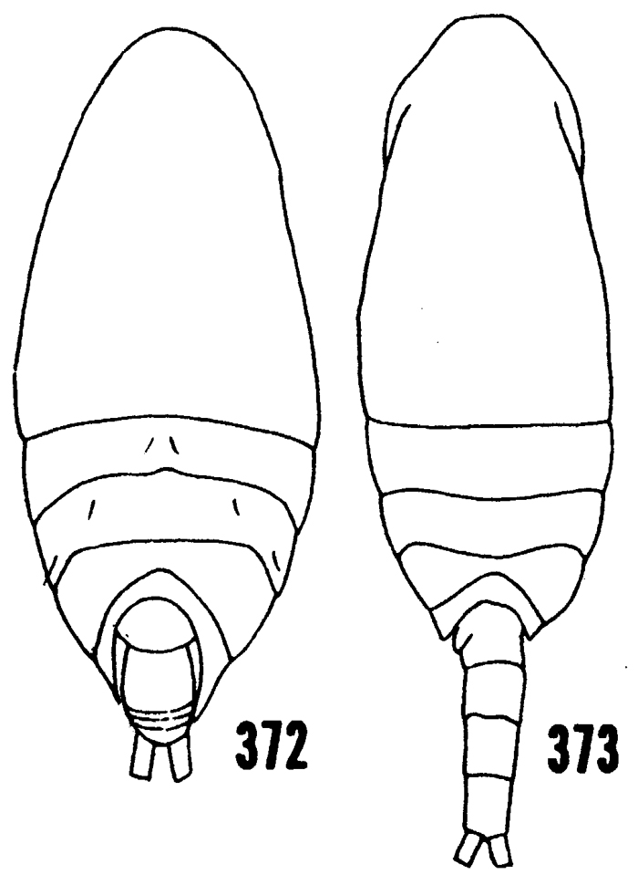 Species Scolecithrix bradyi - Plate 19 of morphological figures