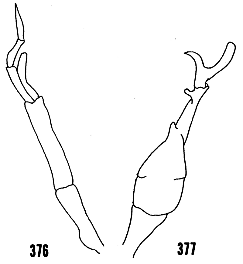 Species Scolecithrix bradyi - Plate 20 of morphological figures